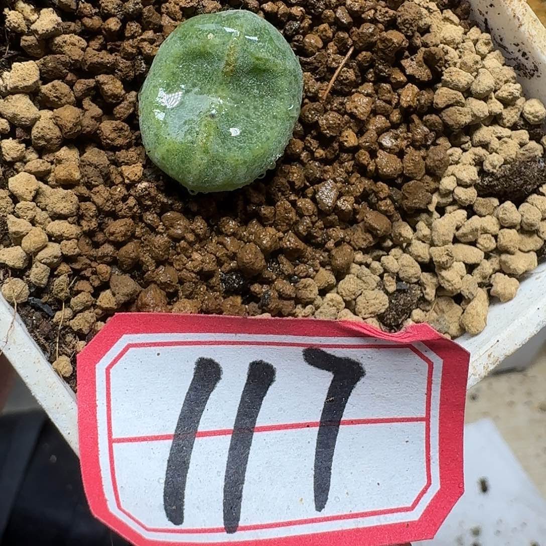 多肉植物的润泽fhhj