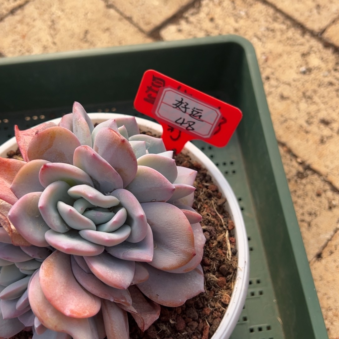 好***满好运48。            