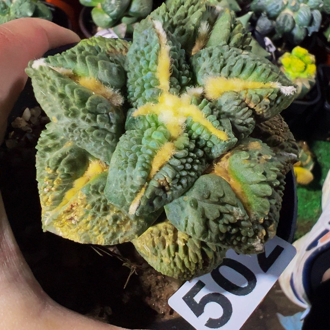 无花朵大尤白肌颗粒龟甲有点锈斑502