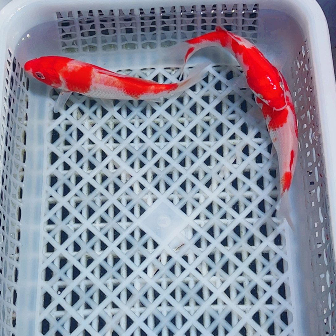 锦鲤锦鲤观赏鱼1111