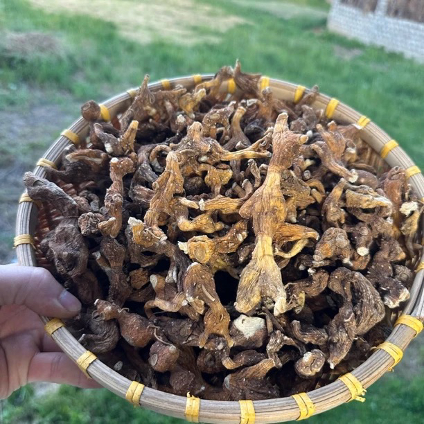 西藏高原山货老虎姜【啊全山货】