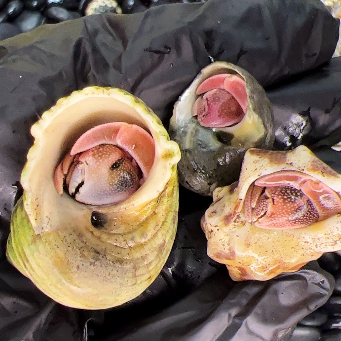 a2 大王家寄居蟹组合福利