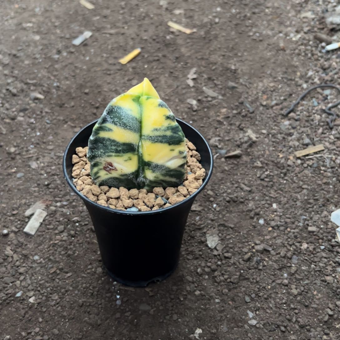 三角锦wwwwwwwwwwwwww