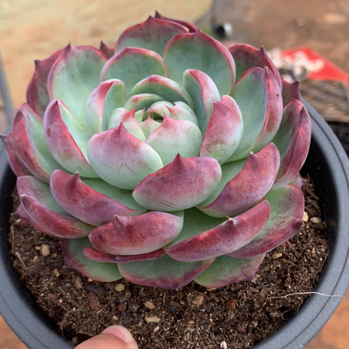 惊鸿仙子老桩多肉植物