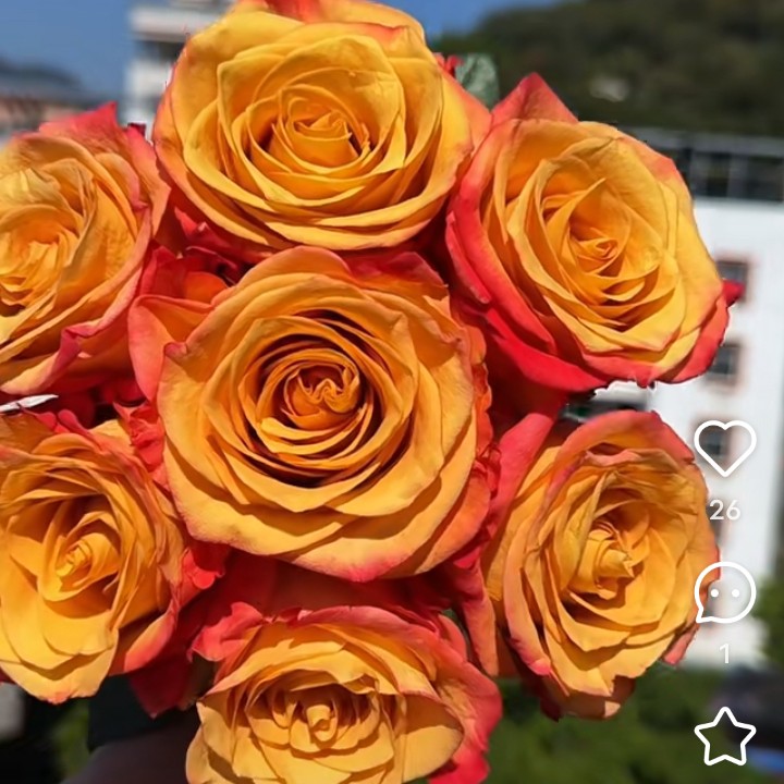 【咖啡之恋】咖啡爱人超新品复色切花玫瑰月季庭院阳台花园地栽盆栽