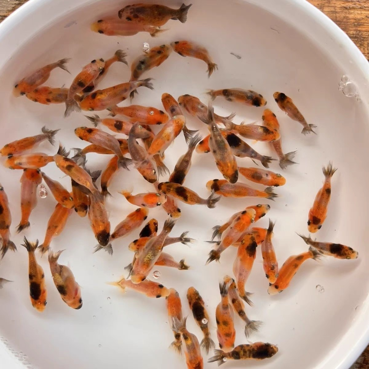 元宝狮玛丽兰寿金鱼苗冷水鱼好养耐活冷水观赏鱼