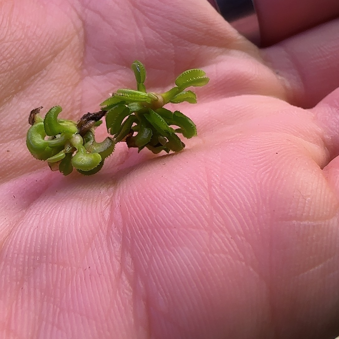 无花朵专拍威龙捕蝇草