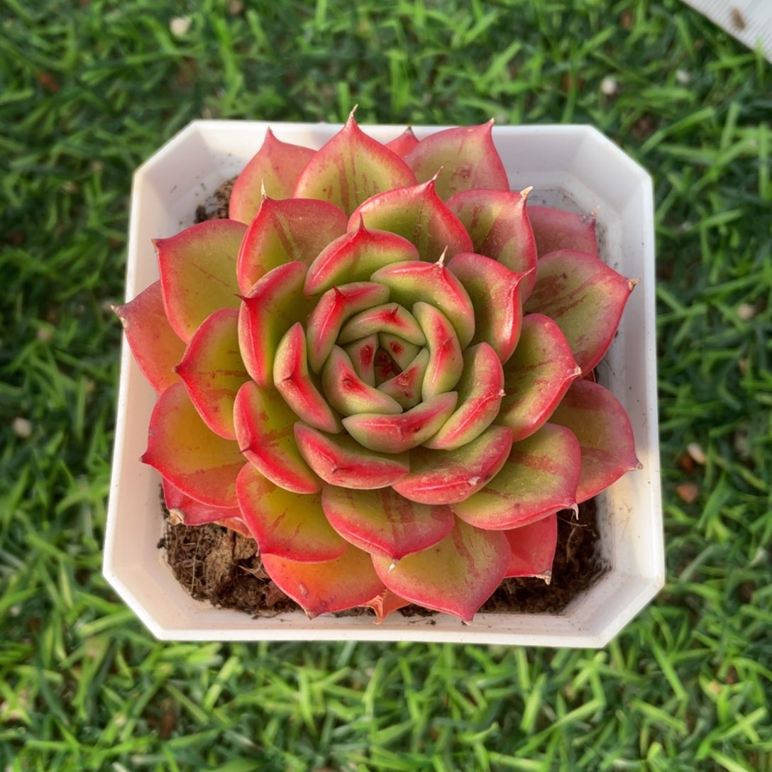 星巴克冠幅6.5 公分一物一拍