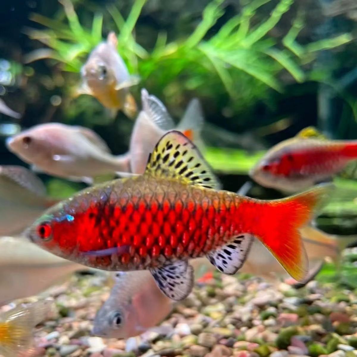  钻石彩虹鲫鱼大帆玫瑰鲫鱼金元宝鱼无需加温冷水鱼原生鱼群游