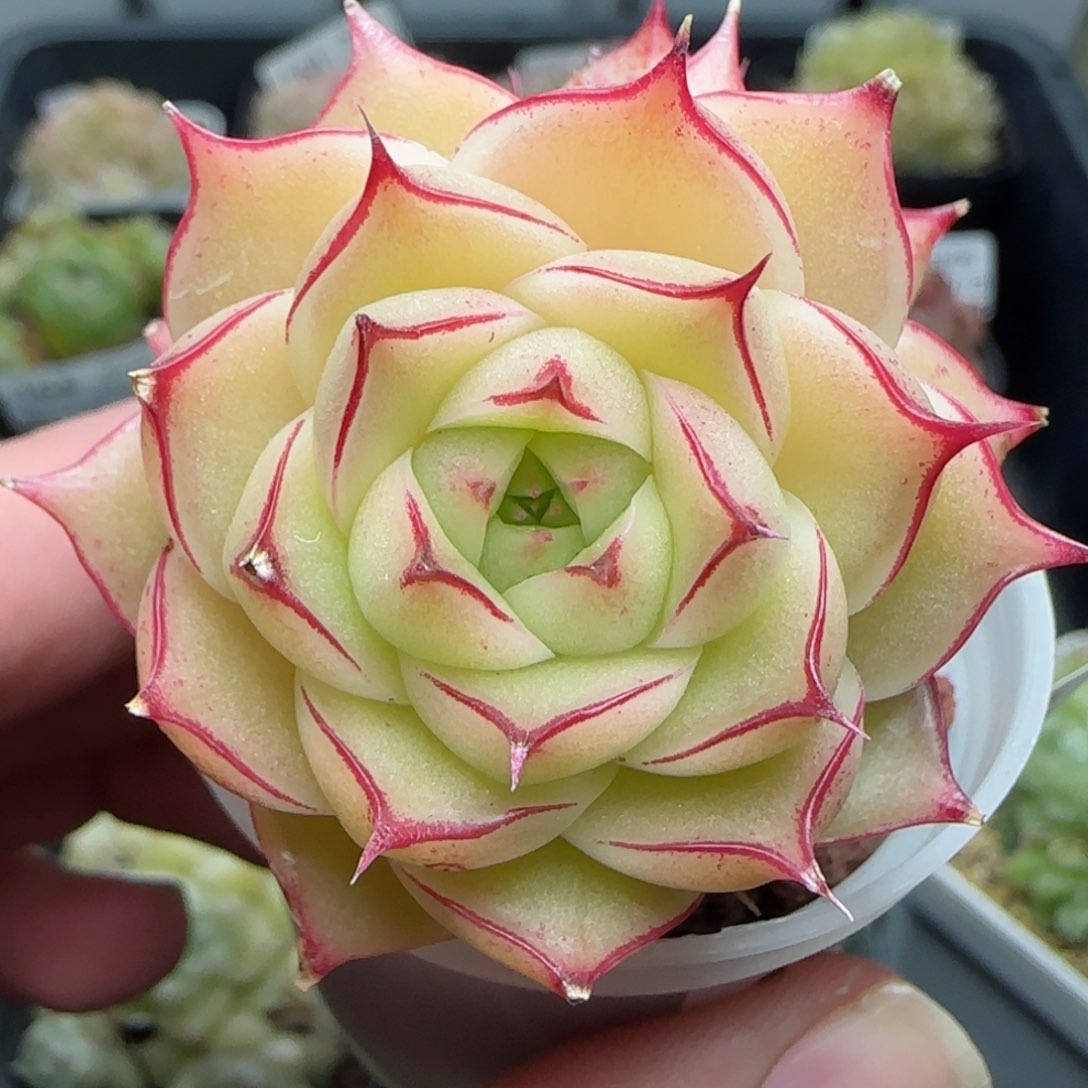 0117-168三边线麦秆