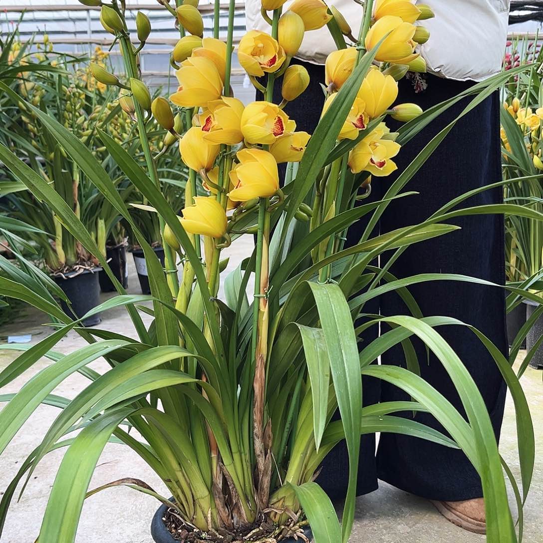 大部分花苞少量开放