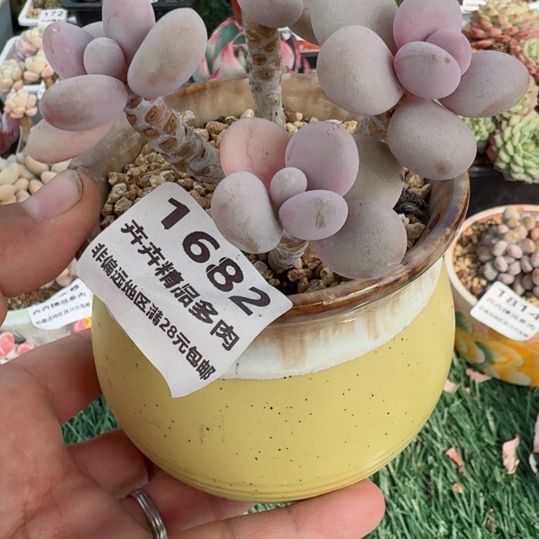 168 卉卉精品多肉 非偏远她区洁28元包邮