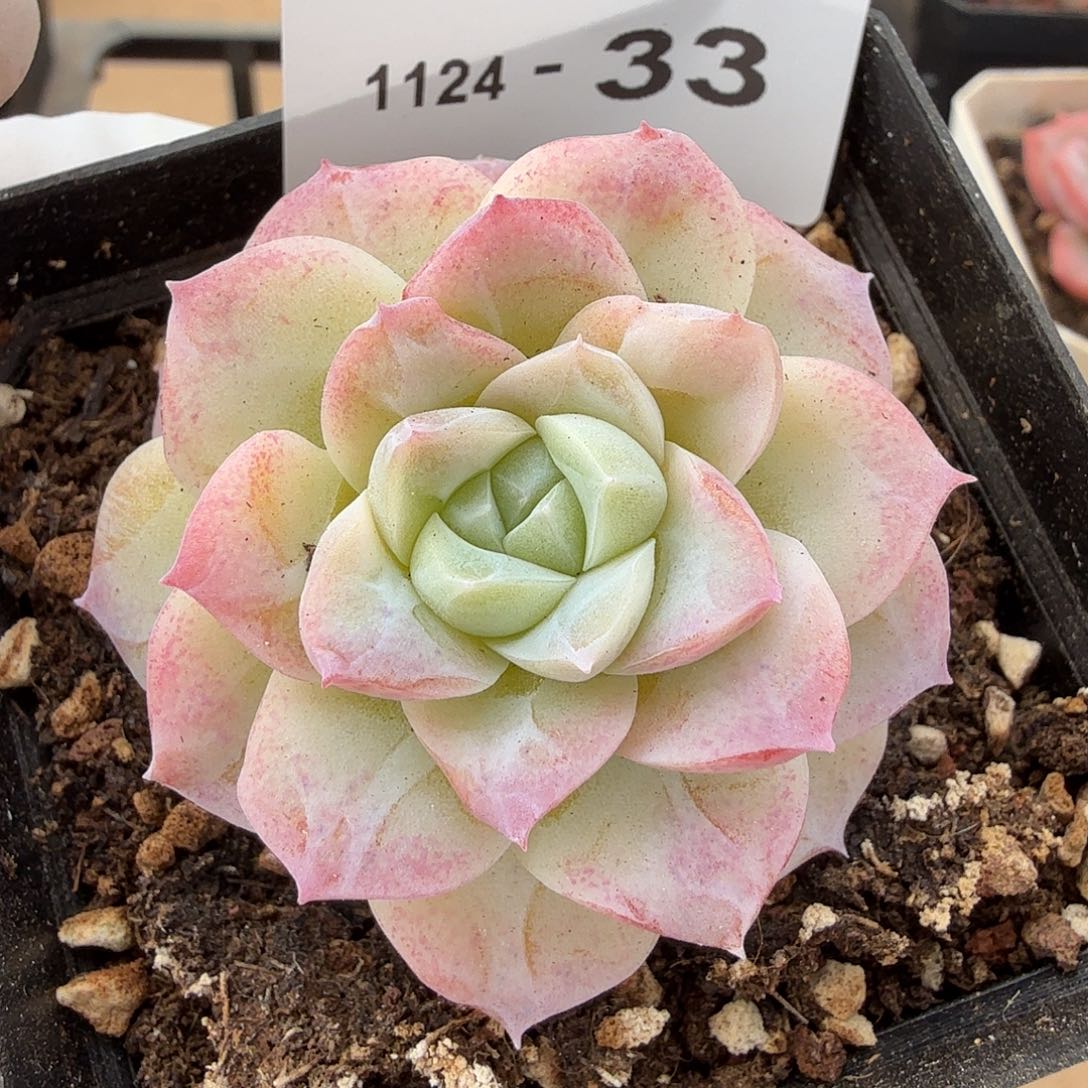 1124-33单颗多肉，