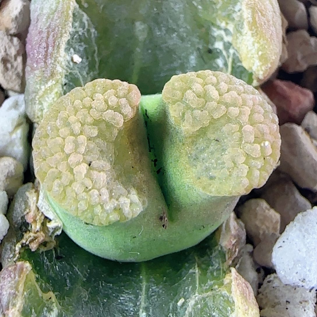 3.7.29/ban'ke磁铁/