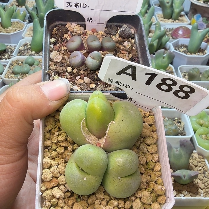 K***k248。188。肉锥肉锥