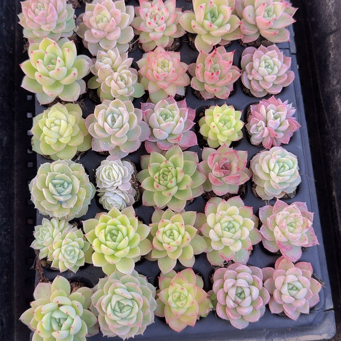 536 直播福利一物一拍