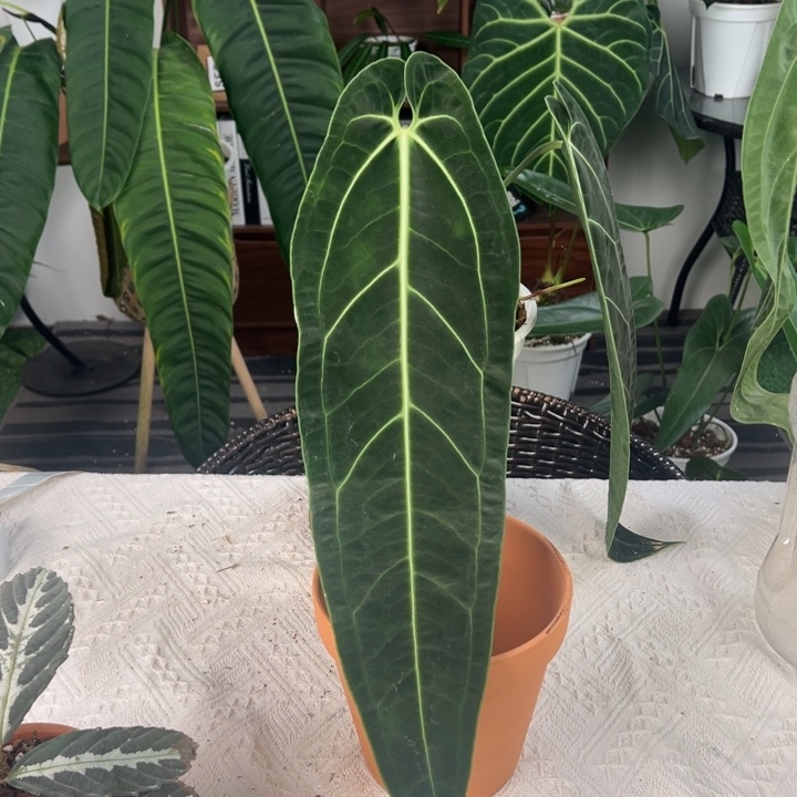 不开花植物微瑕切桩鹤后叶长47