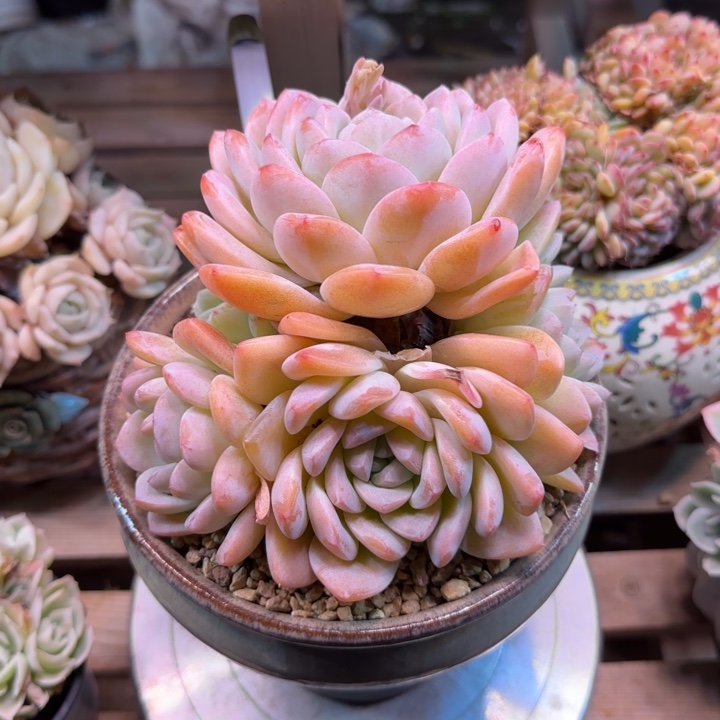 玉蝴蝶多肉植物zou