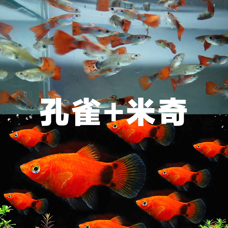 25条【孔雀+米奇】热带淡水鱼米奇杂袍孔雀凤尾鱼灯科鱼耐活好养