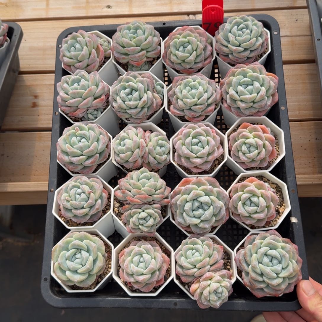 20颗一起一物一拍的