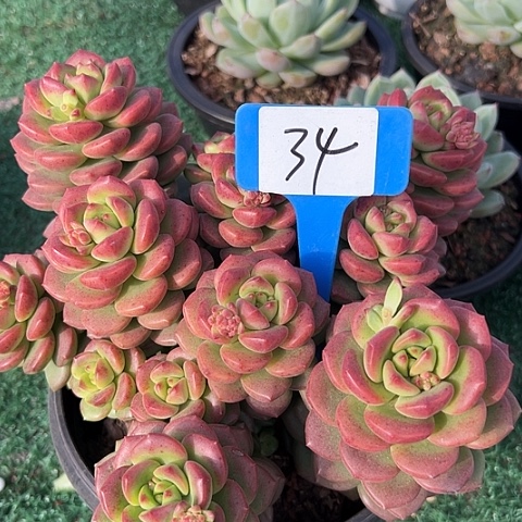 34拉萨带盆一多肉植物