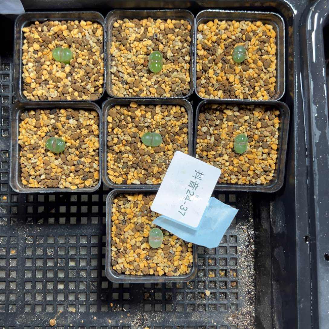 24-37量拍粉红女郎风铃一颗，买四送一