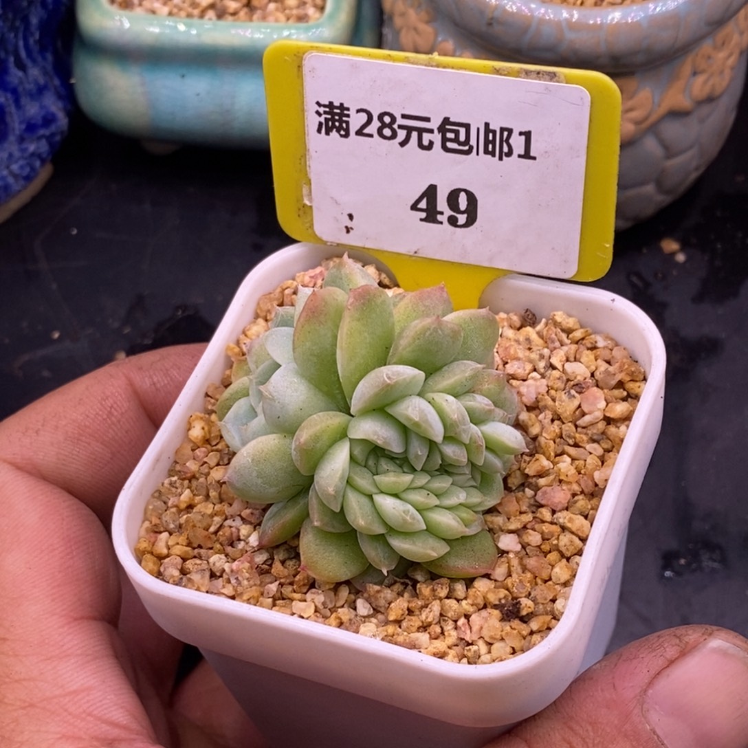 149糖心优选，粉心缀化多肉