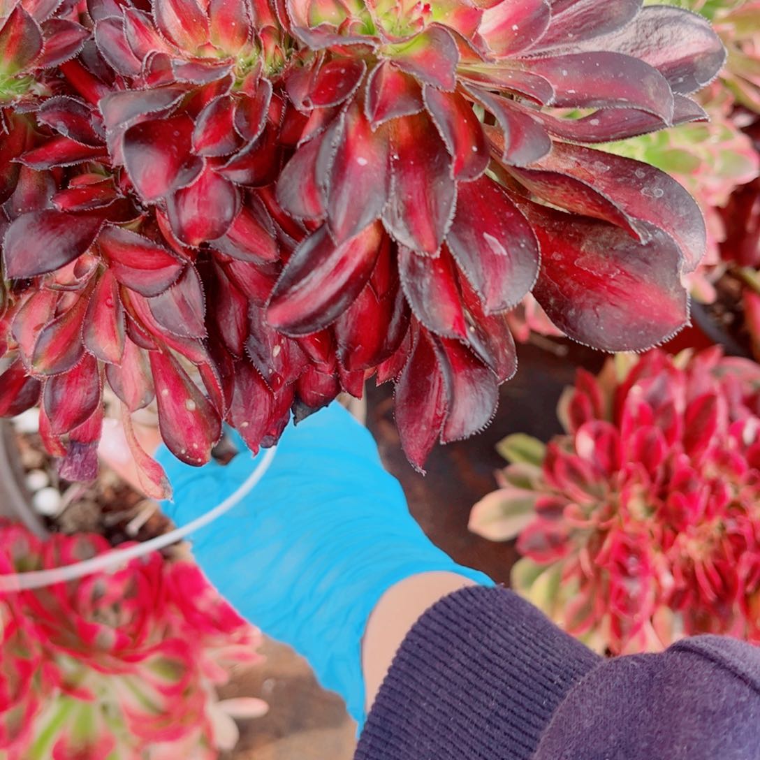 232晚霞缀化多肉植物