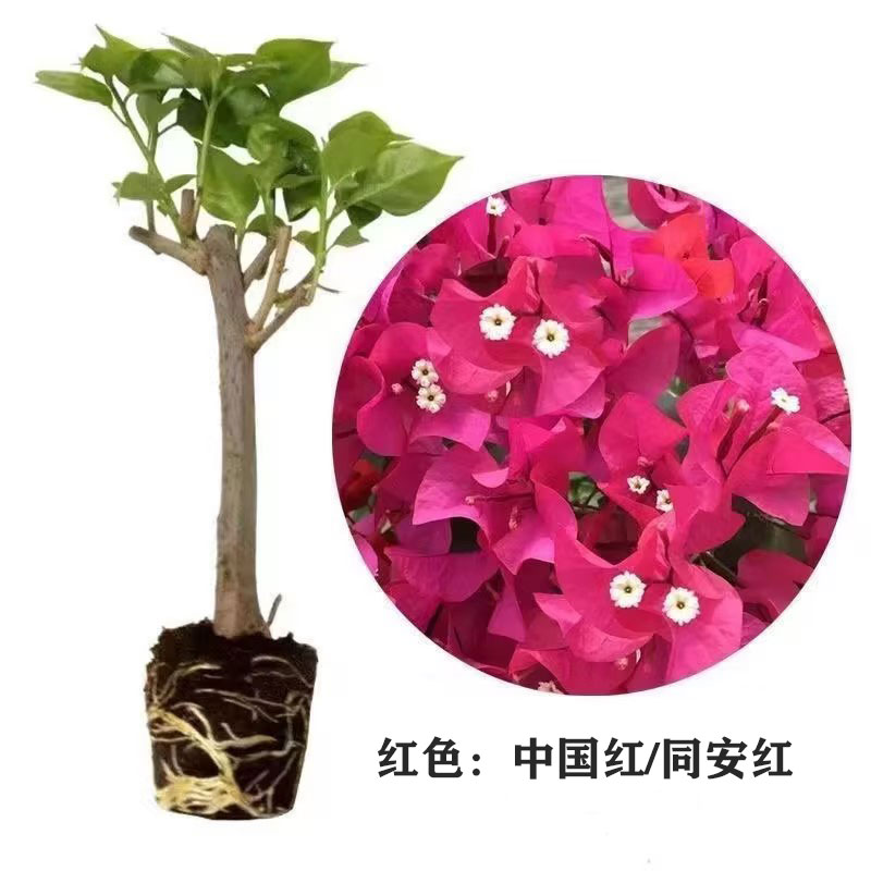 【运输中掉花落叶介意勿拍】三角梅中国红南北栽种室内盆栽爬墙开花