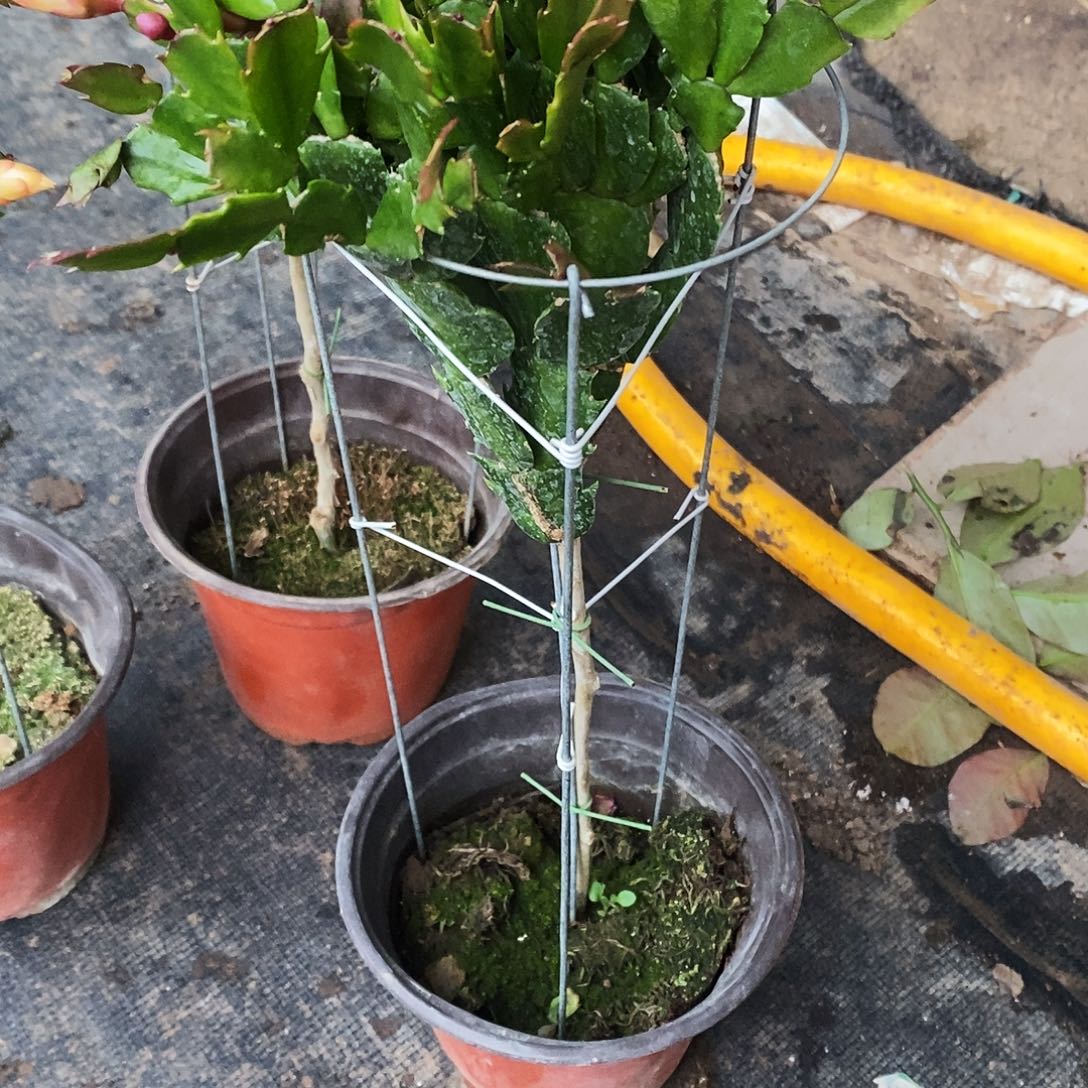 ༊***࿐完全开放福利款单层