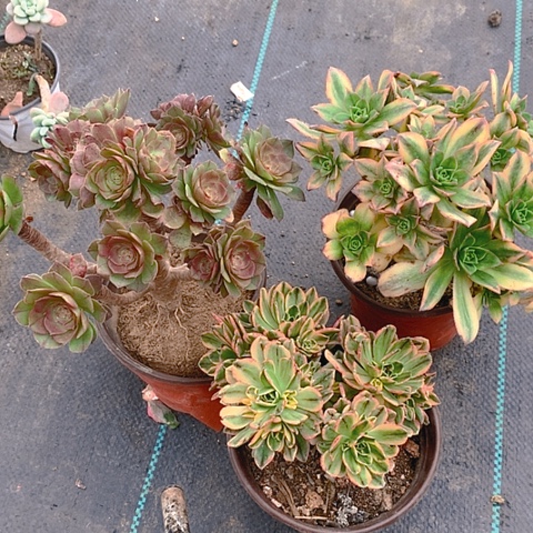 292三颗多肉植物