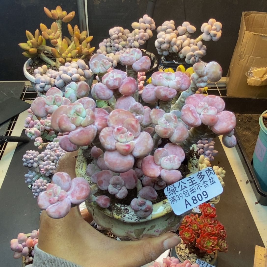 809腰子洛神多肉9c m