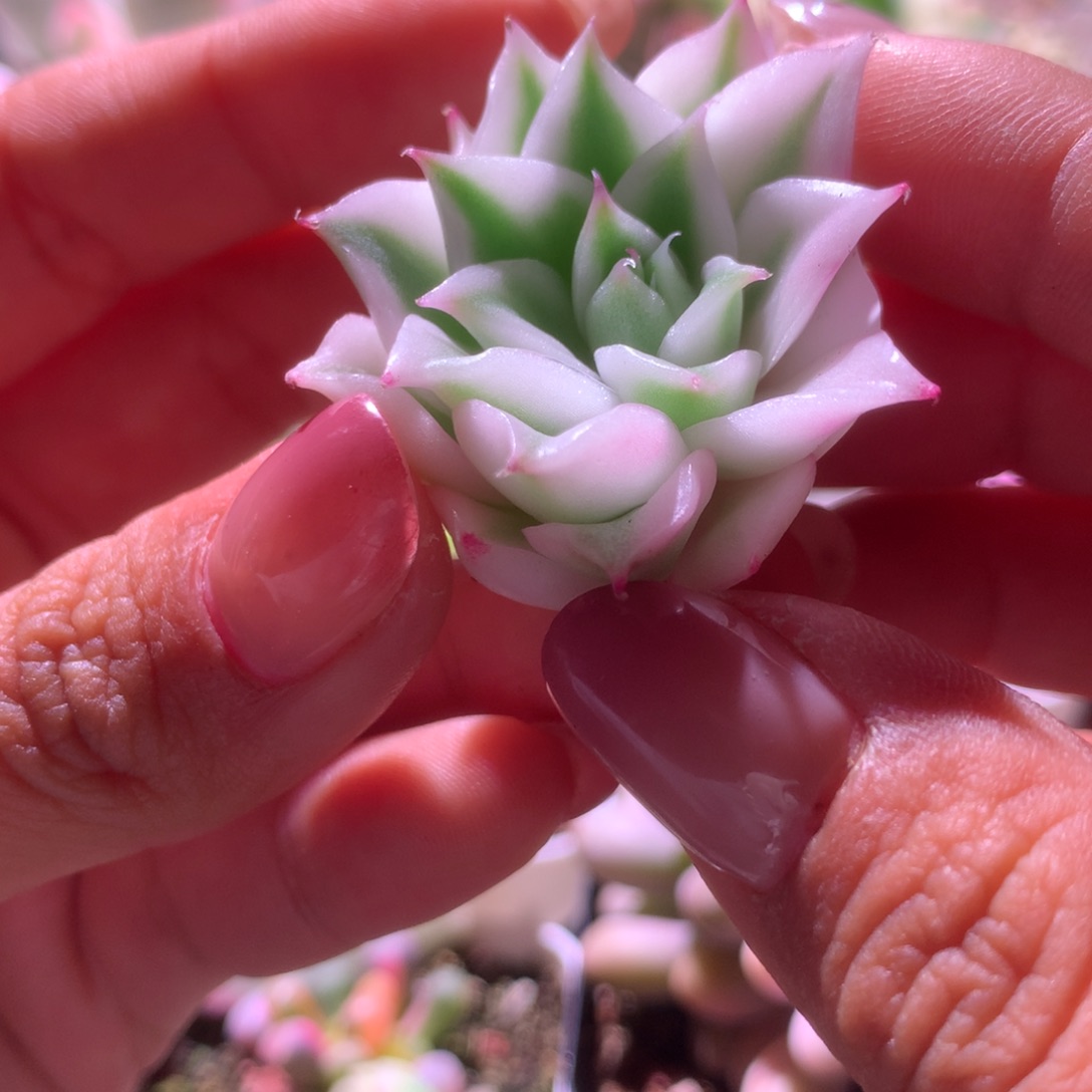 杂交锦长睫毛覆轮锦砍头