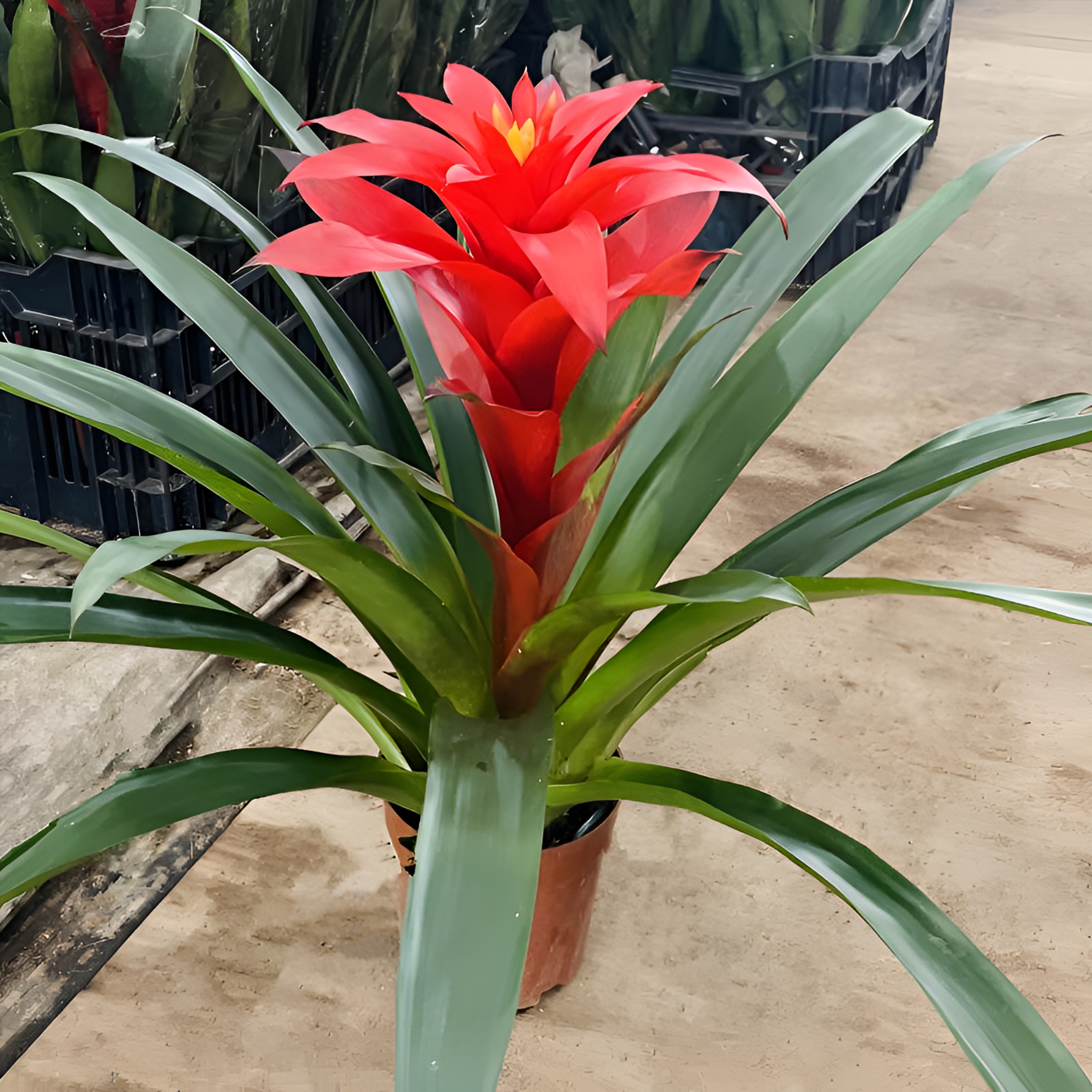 鸿运当头 红星 开花花卉绿植盆栽植物 室内室外养护