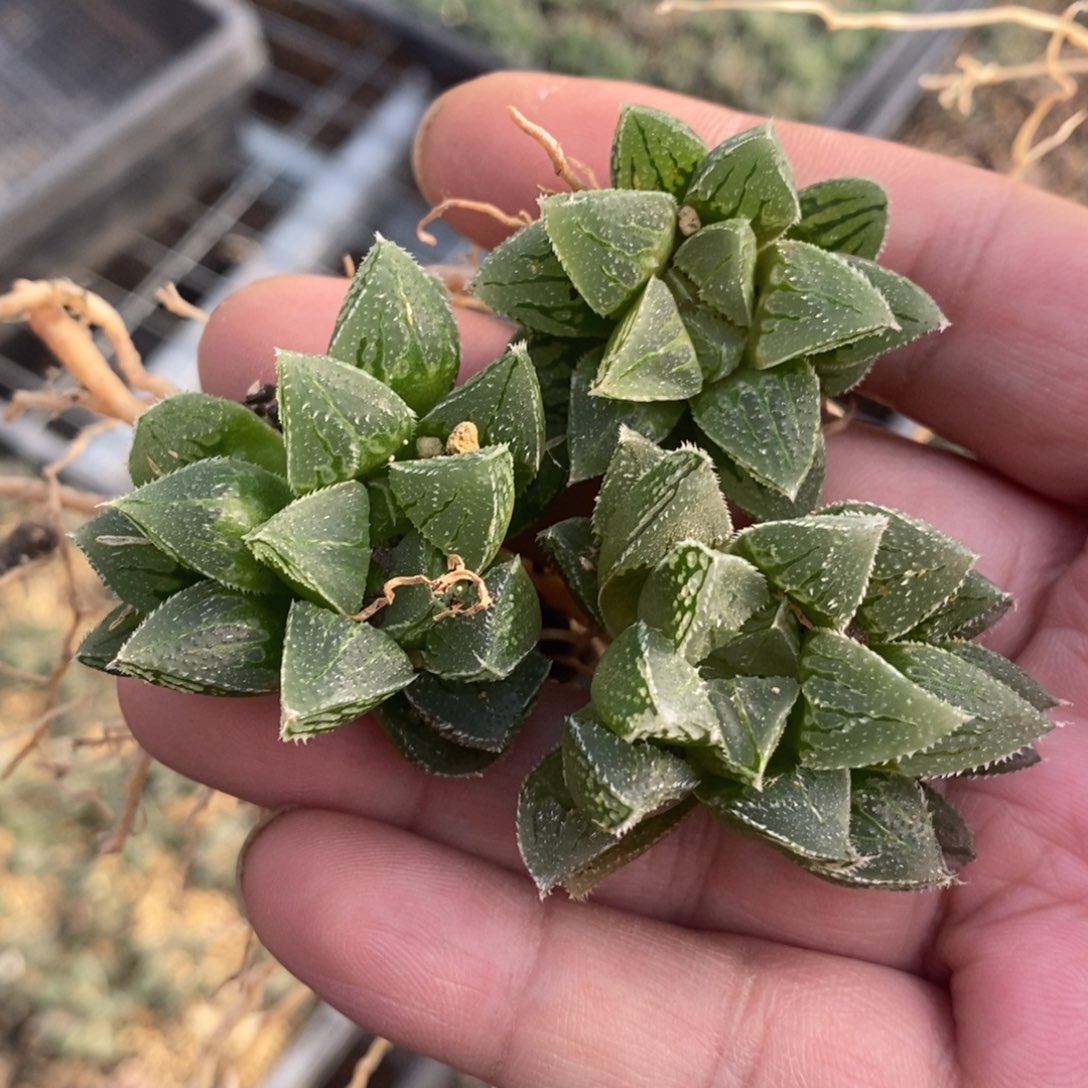 206 一颗新冰砂糖 做手捧花首选 