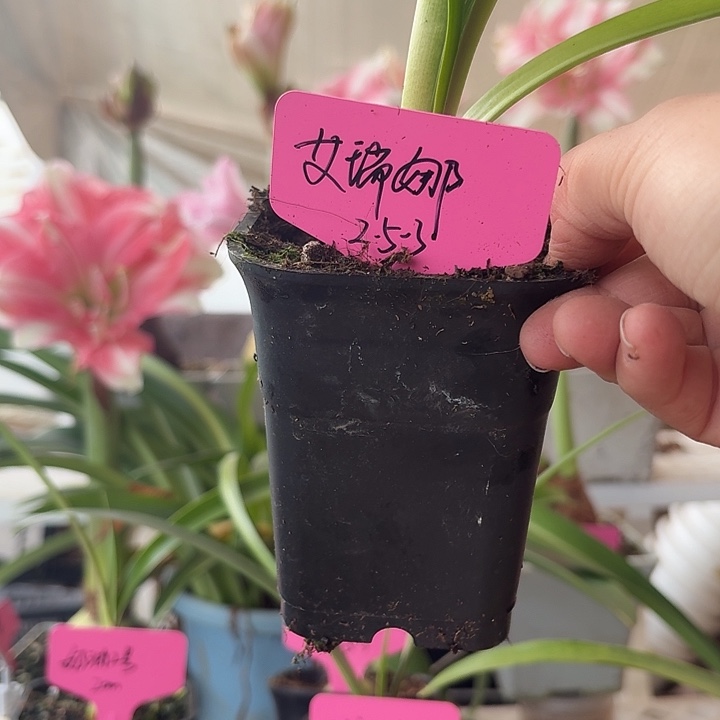 无花朵艾瑞娜朱顶红直径2.5-3