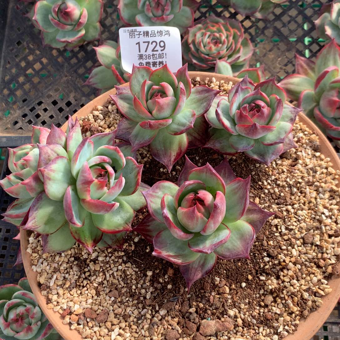 苏***蘇1729多肉植物惊鸿4颗