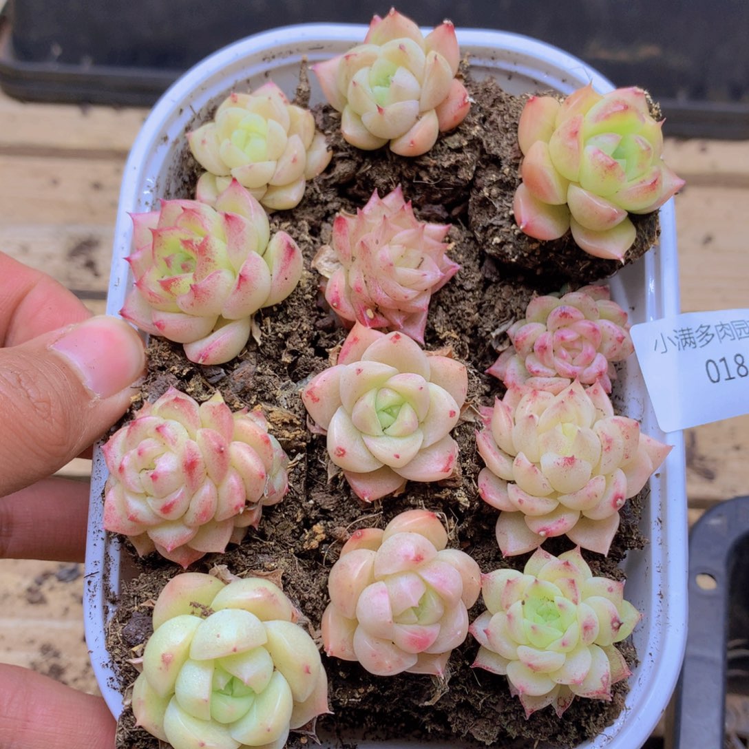 我要去看你了啊我的小018