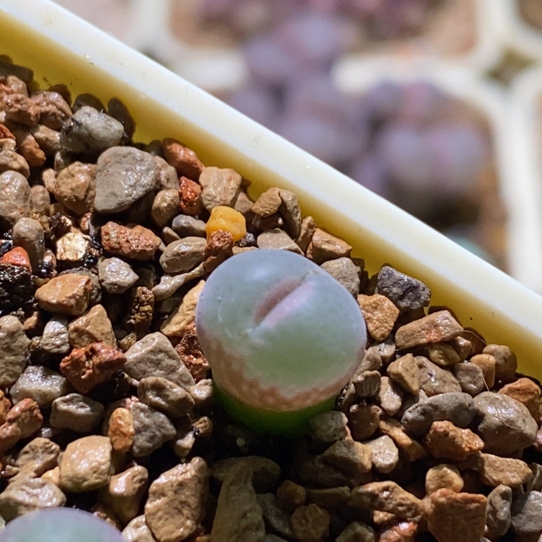 好看好看昂格尼斯