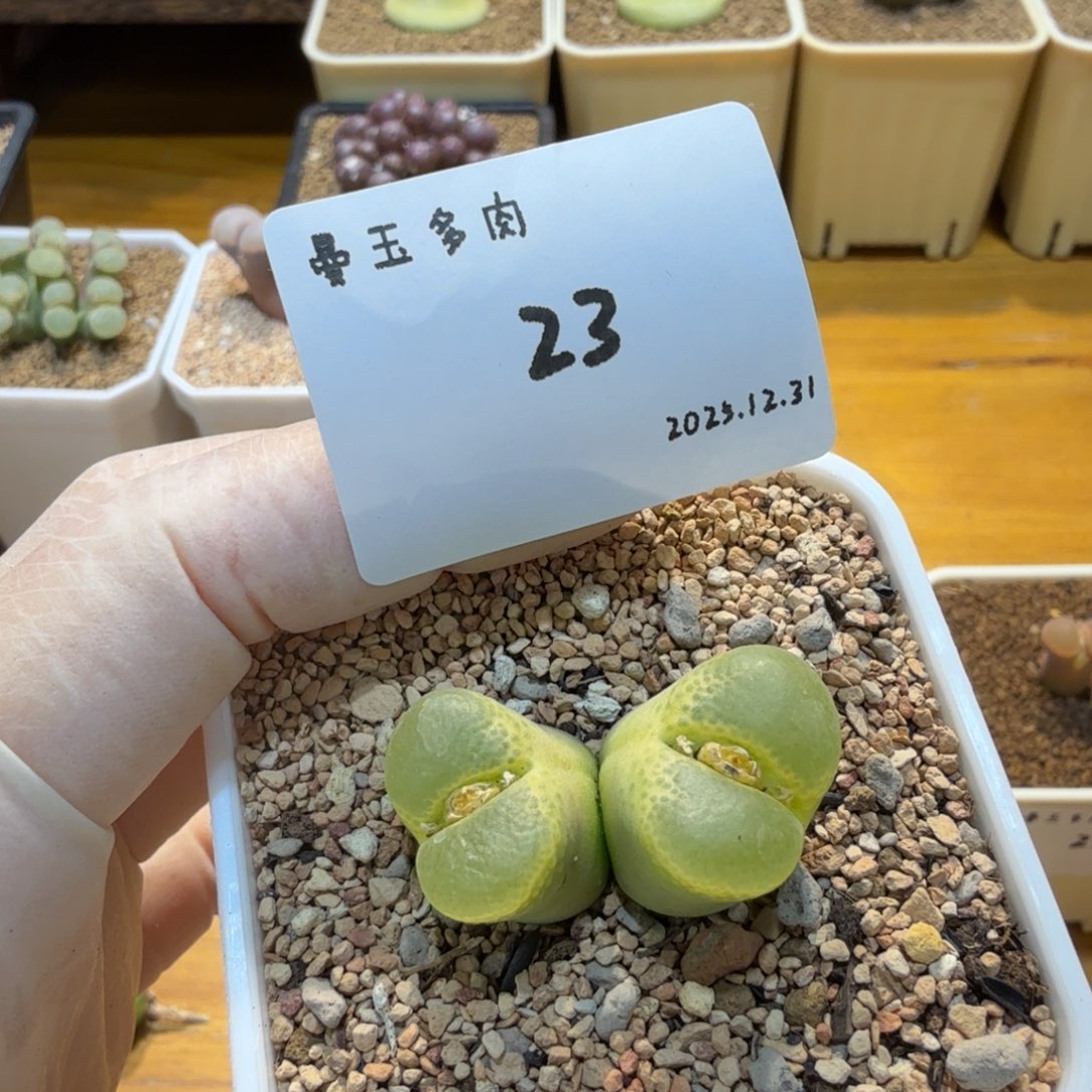 卷****多肉多肉多肉12.31-023 香蕉