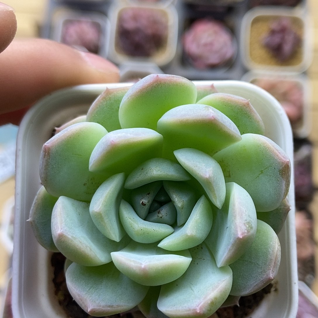 一物一拍一单包邮 371