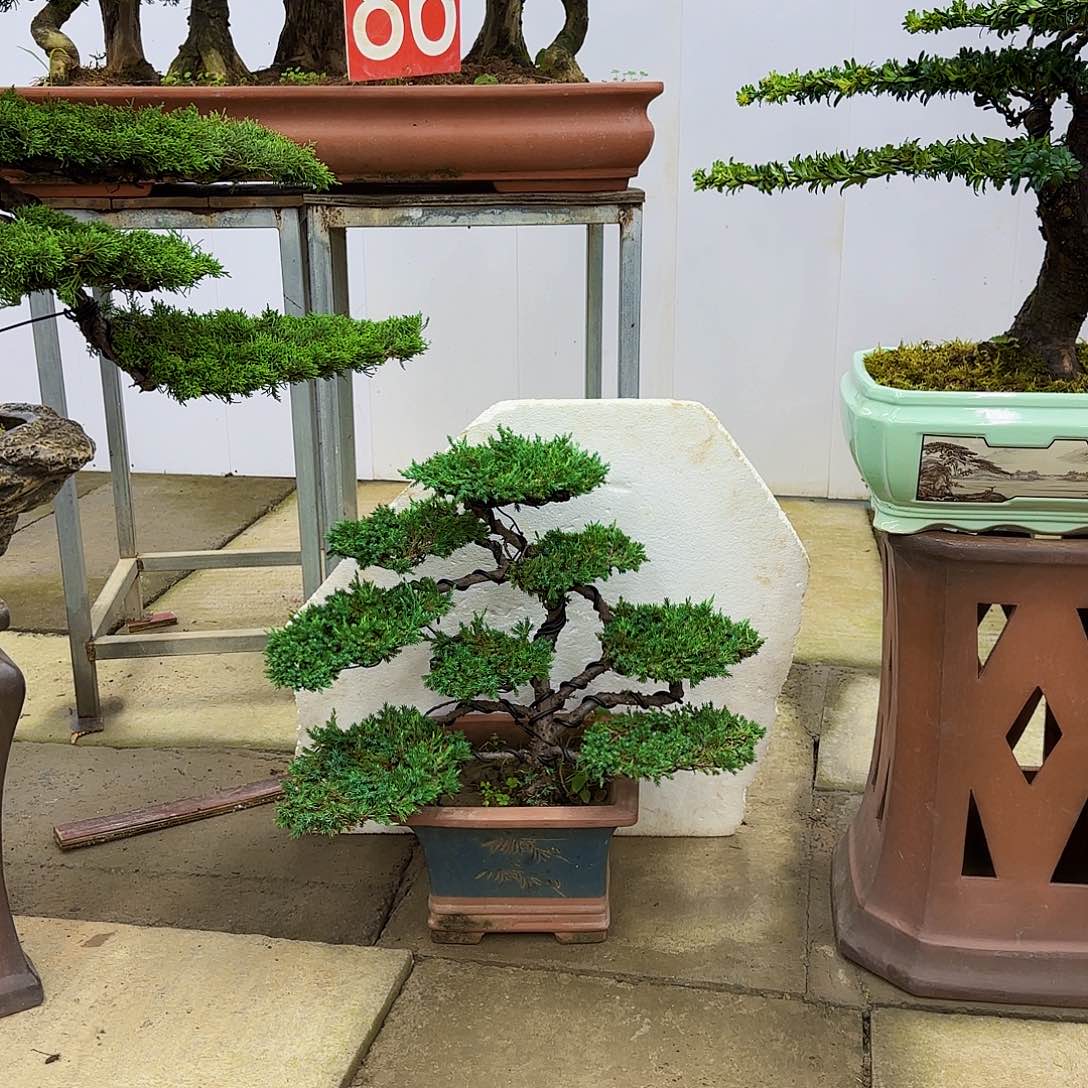 无花朵珍珠柏树盆景