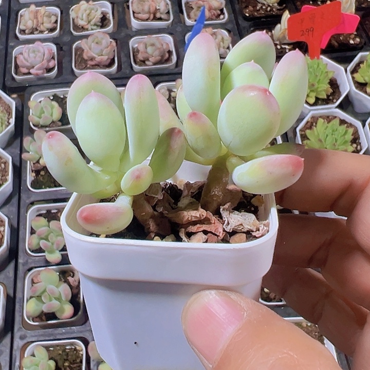 苹果奶精品多肉植物