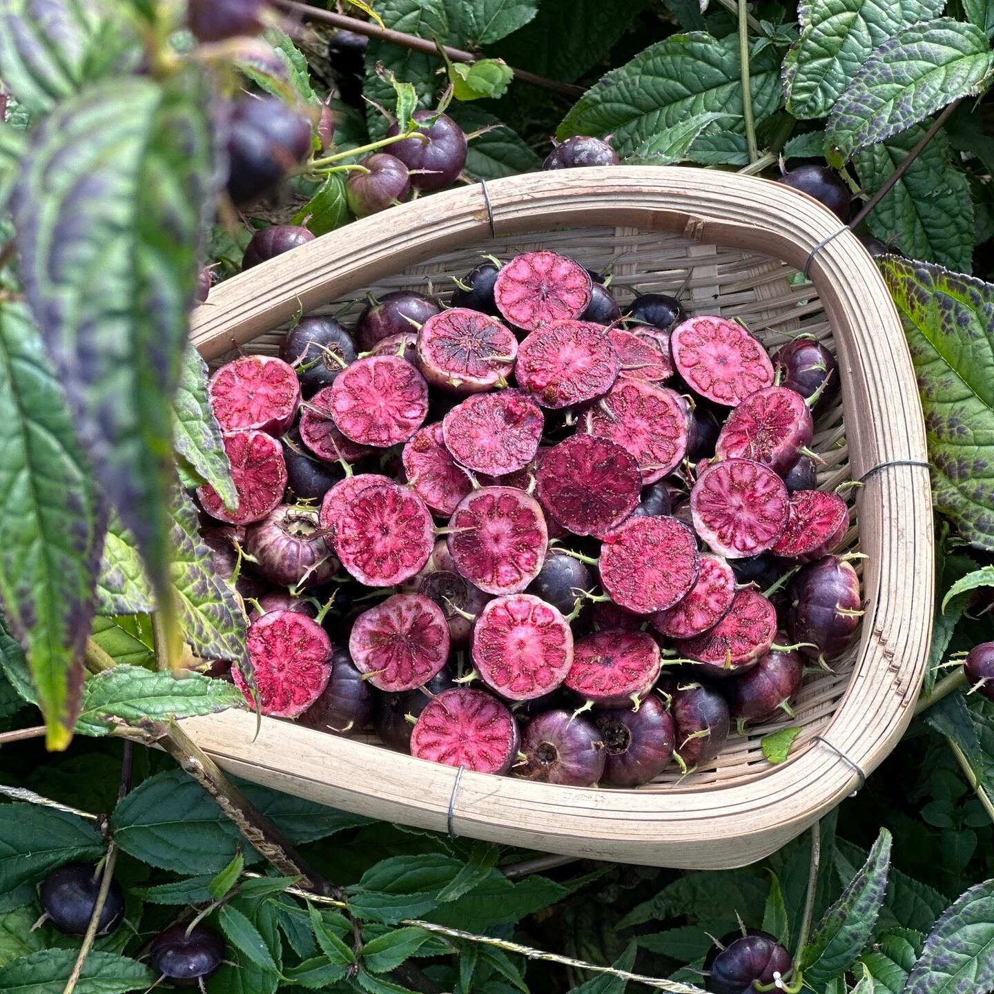 【特大果福利】云南红果参算盘果蜘蛛果爆款稀有水果孕妇食用新鲜