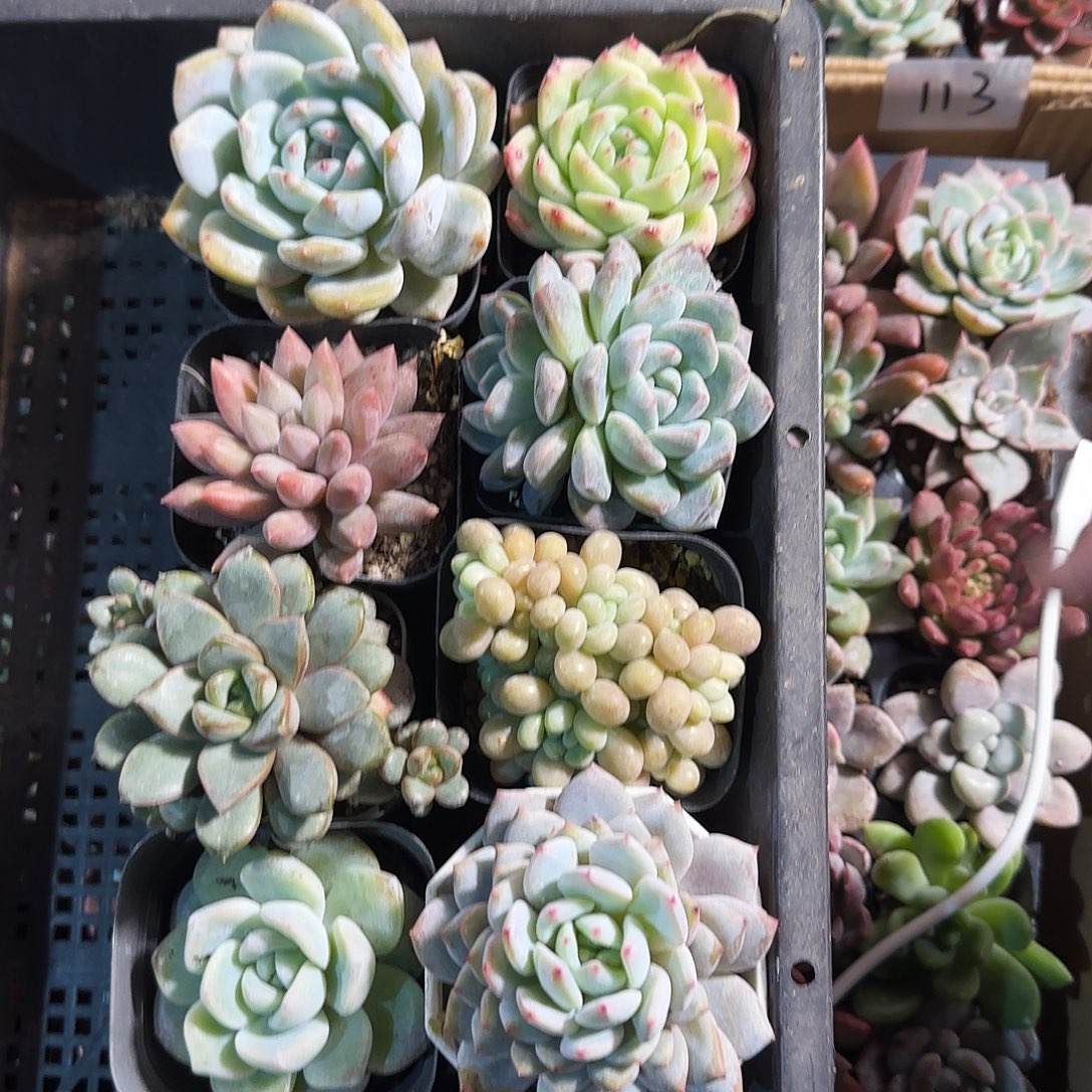 多肉植物带盆发货