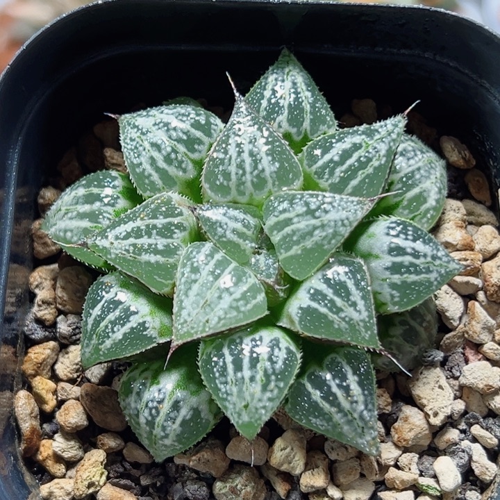 十二卷多肉雪景色