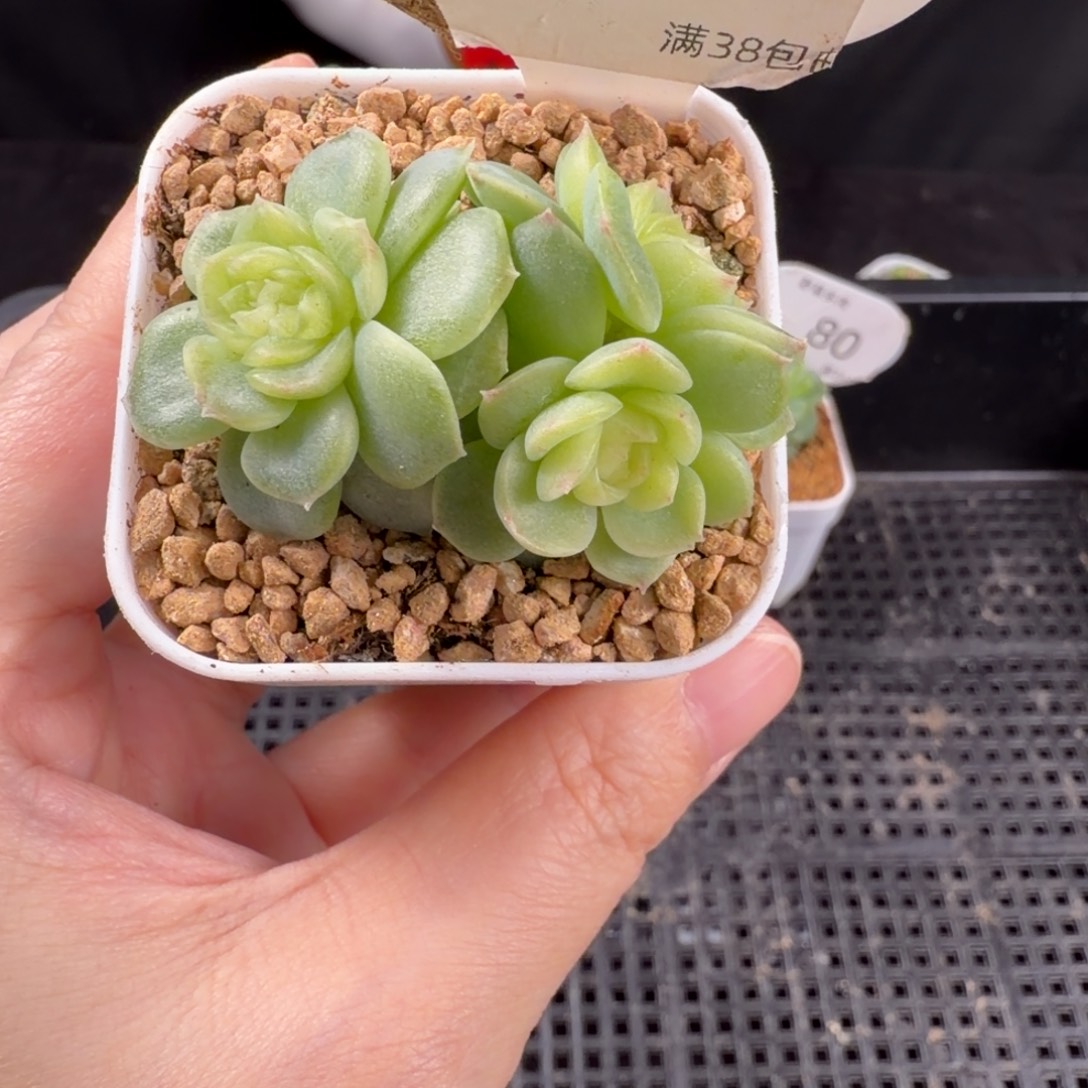 翡翠流心三头群81号