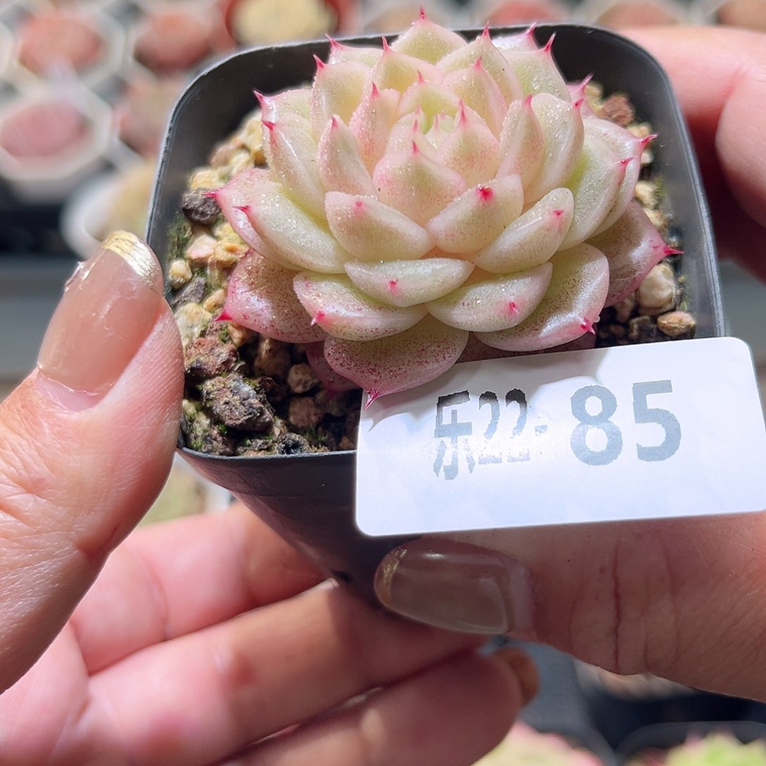 乐22-85 麦秆单头