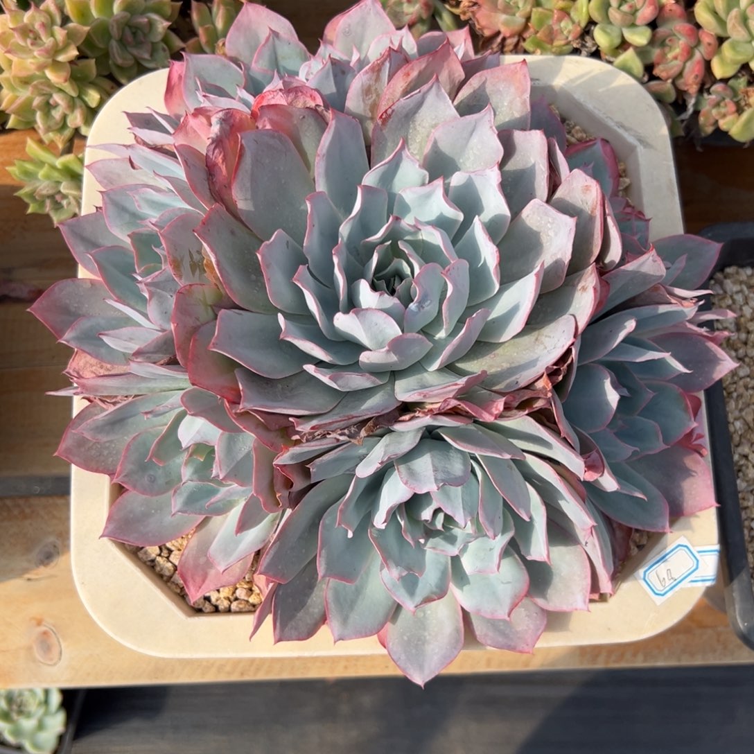 多肉植物手捧蓝光