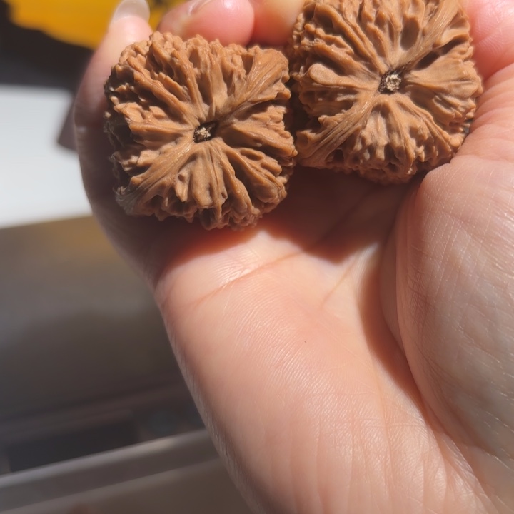 h***8大叶紫檀（黑酸枝木类）